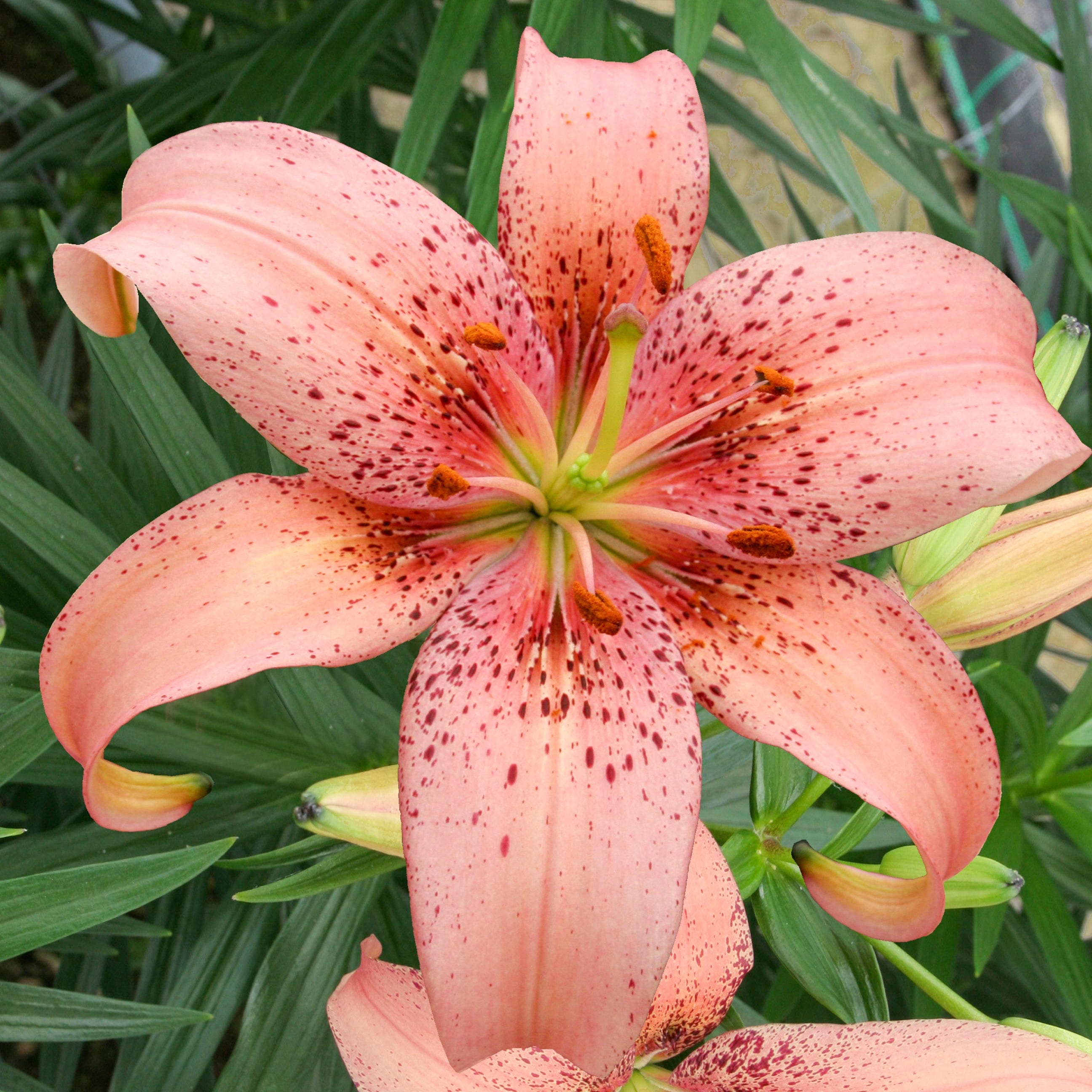 Lilja 'Morpho Pink'